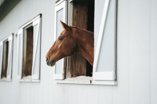 Proper breeding practices for Affenpinschers