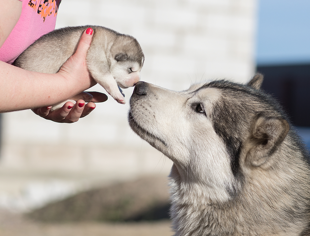 Alaskan Malamute’s Role in Native Alaskan Cultures and Traditions