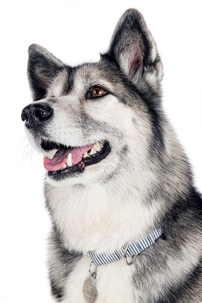 Challenges Facing the Alaskan Malamute Breed