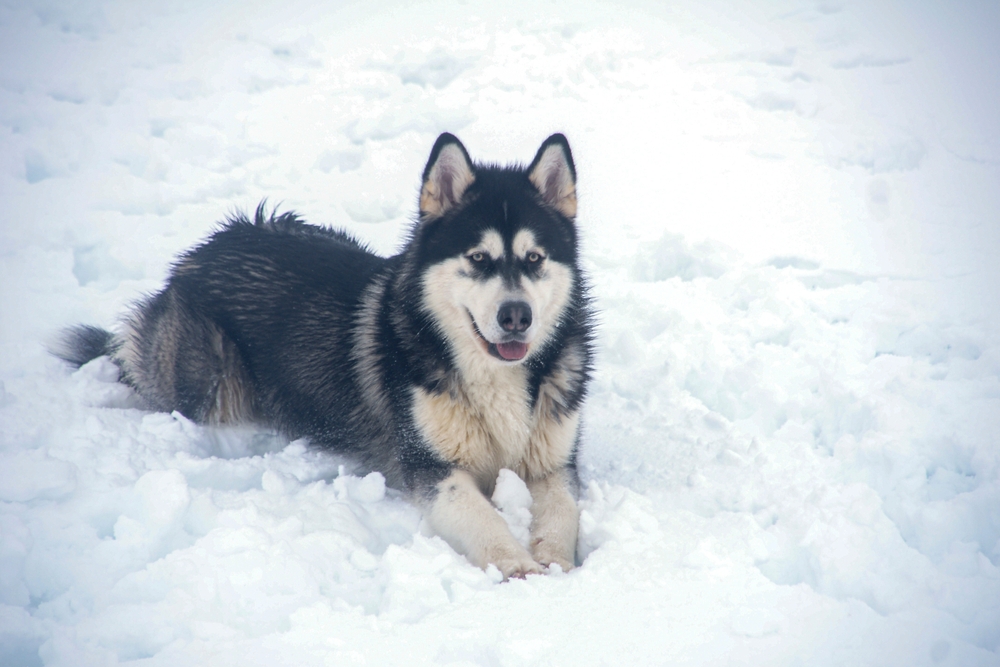 Alaskan Malamute Dog Breed