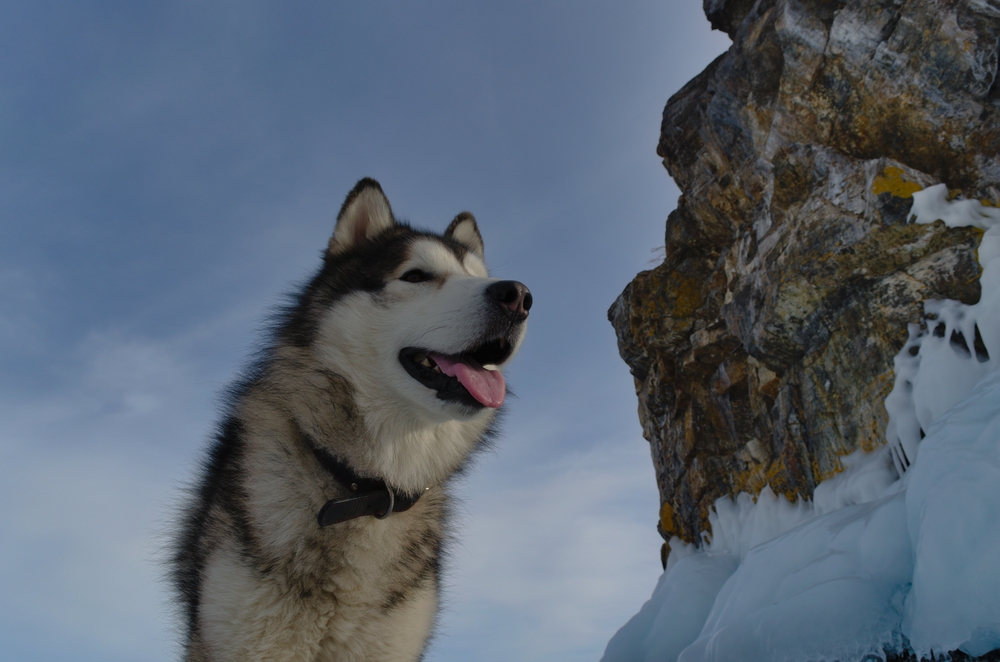 Alaskan Malamute Dog Breed