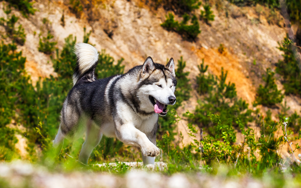 Alaskan Malamute as a Working Dog - November 2024