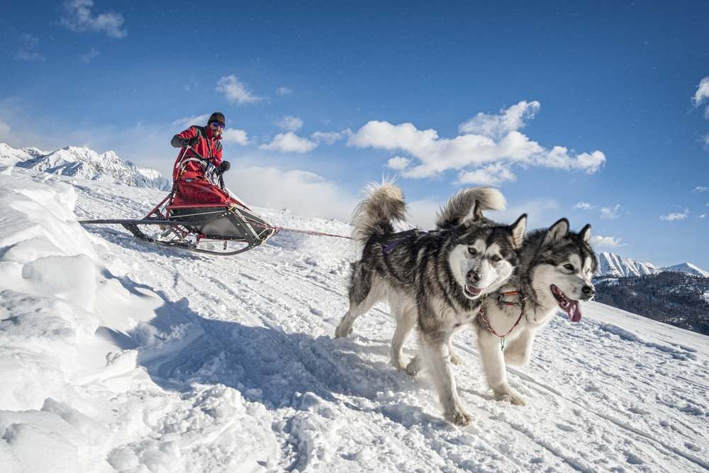 Exercise and Activity Needs of Alaskan Malamutes