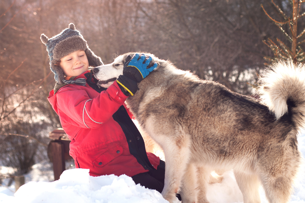 Grooming and Coat Care For Alaskan Malamutes