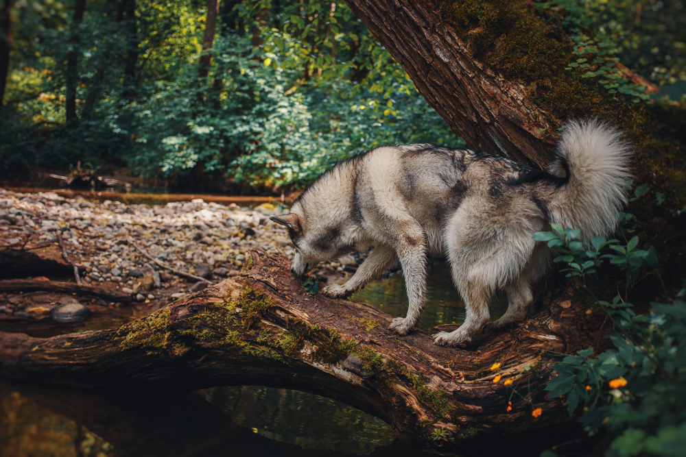 Physical Characteristics of Alaskan Malamutes A Comprehensive Guide