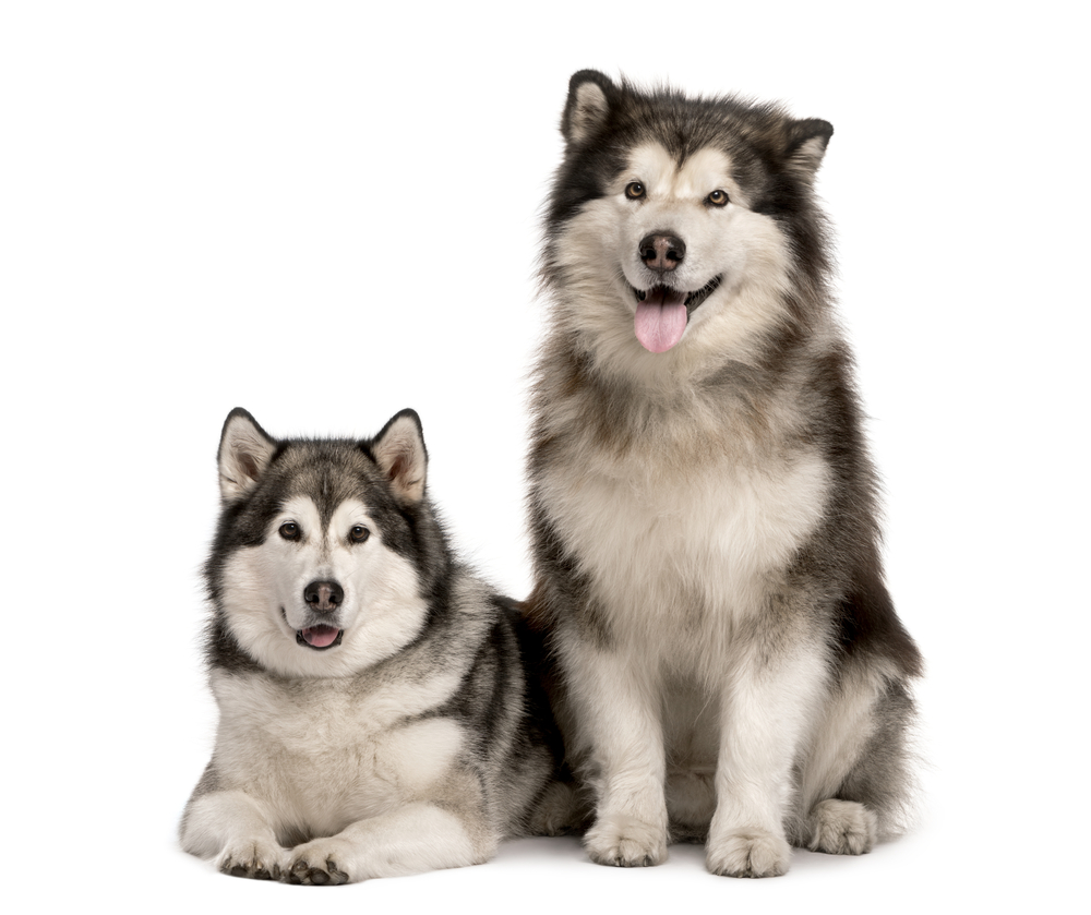 Temperament and Behavior
