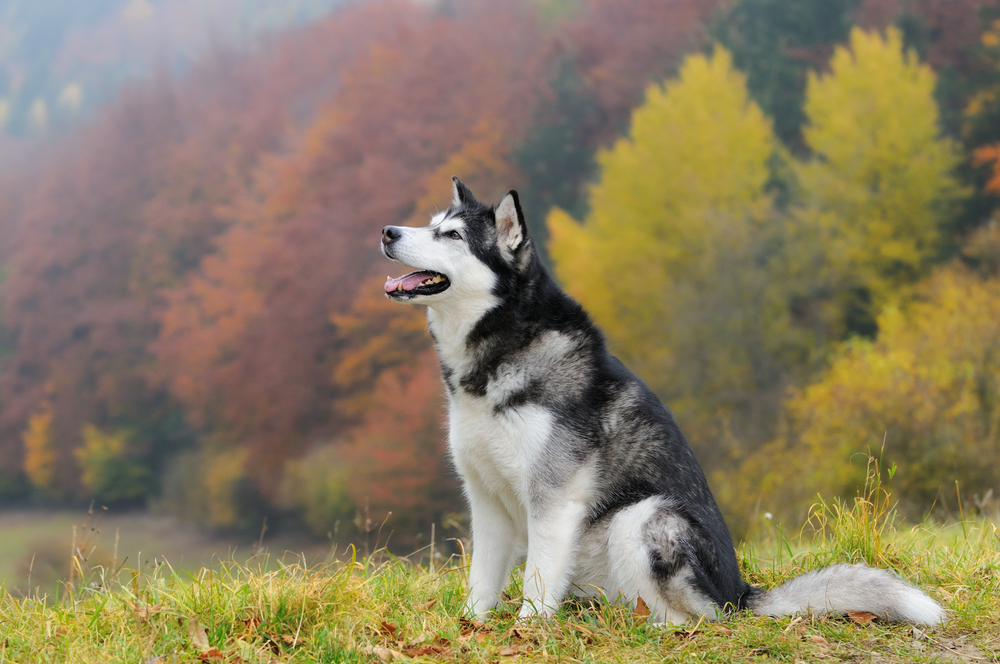 The Alaskan Malamute A Brief Overview