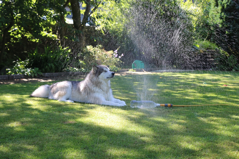 The Alaskan Malamute A Stalwart Companion