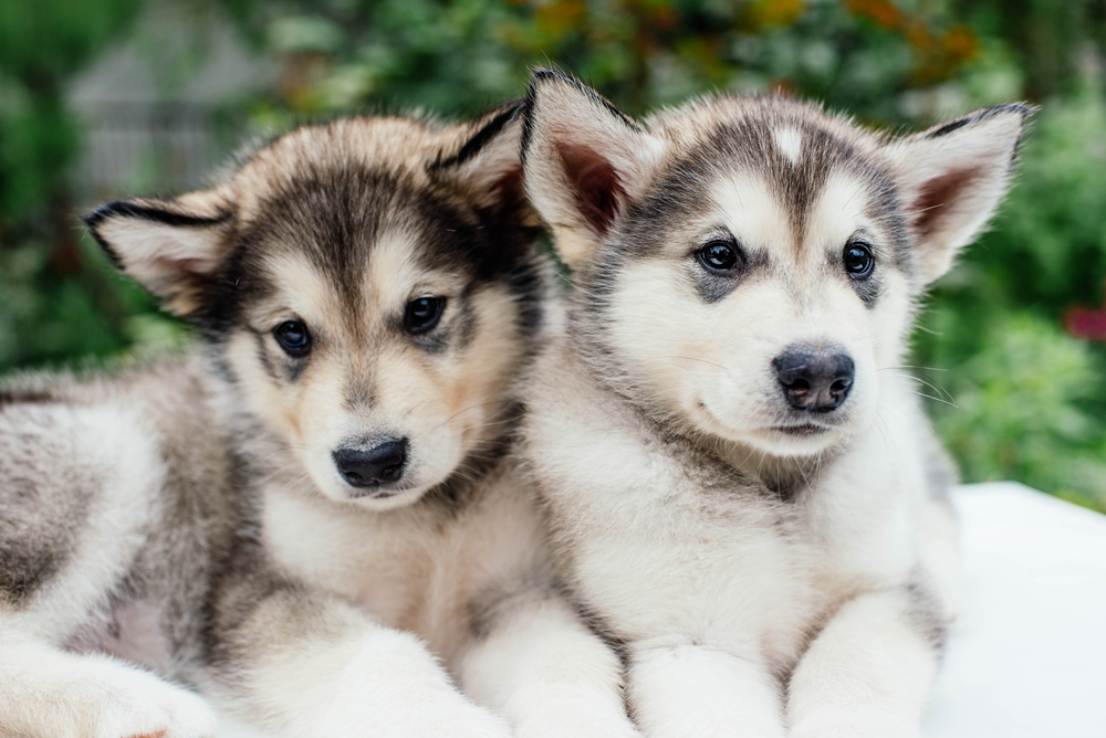 Understanding the Alaskan Malamute Breed