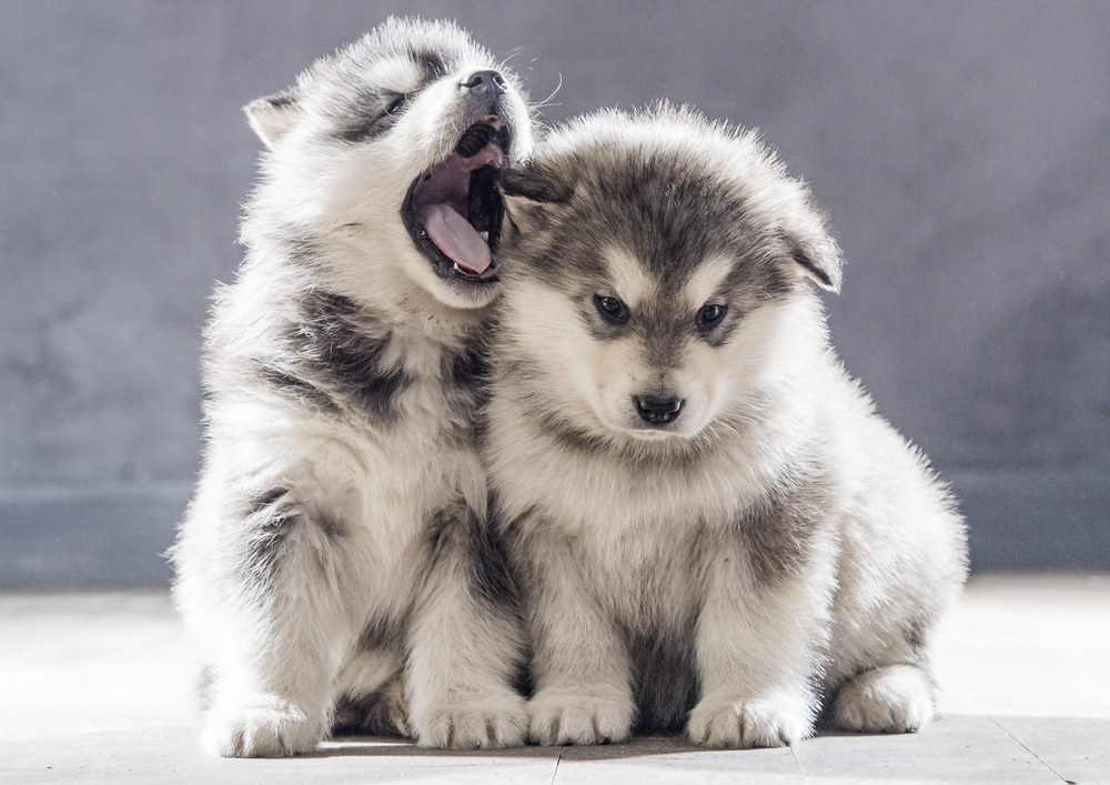 Vocalizations and Human Interaction